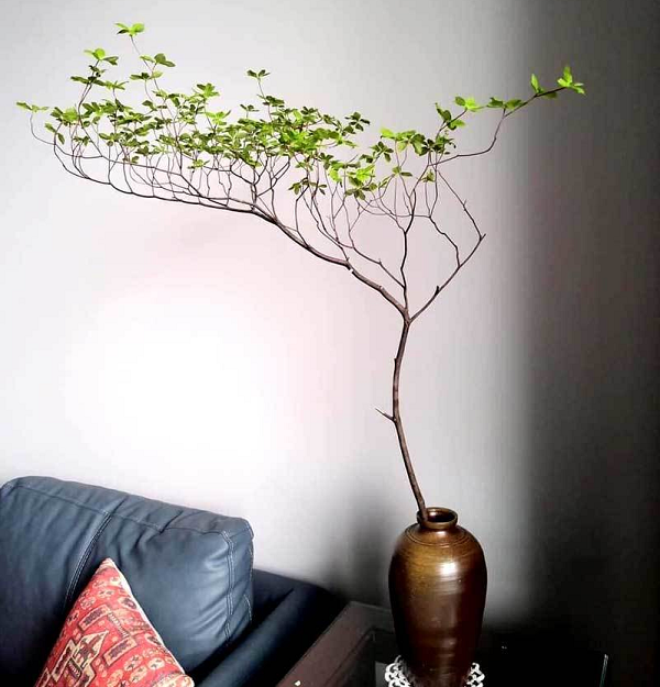 Cây thạch nam có ưu điểm là ngay cả khi hết mùa hoa thì các chùm lớn vẫn không bị rụng mà nằm trên bụi, khiến cây và hoa có thể dùng để trang trí trong một thời gian rất dài.