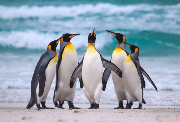 Chim cánh cụt là loài động vật sống trong môi trường khắc nghiệt nhất trên trái đất. Trong thời gian ấp trứng và nuôi con, khi chim cái ra ngoài săn mồi, chim đực phải ngồi canh tổ từ 2-4 tháng mà không hề có thức ăn dự trữ.