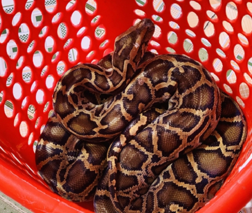 Trong số 3 cá thể động vật quý hiếm được thả về tự nhiên có cá thể khỉ mốc được tiếp nhận từ Hạt Kiểm lâm Thạch Hà, cá thể trăn gấm tiếp nhận từ Hạt Kiểm lâm Can Lộc và cá thể trăn đất tiếp nhận từ Công an xã Thanh Bình Thịnh - Đức Thọ.