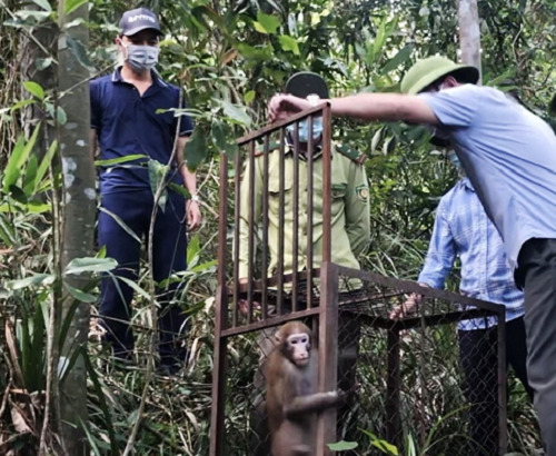 Cá thể khỉ mốc có trọng lượng 7 kg, cá thể trăn gấm có trọng lượng gần 10 kg và cá thể trăn đất có trọng lượng 5 kg. Các con vật đều đã đủ điều kiện đảm bảo cần thiết để sống trong môi trường tự nhiên.
