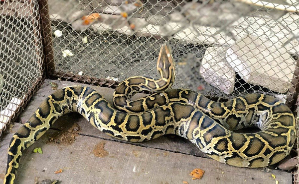 Khỉ mặt mốc, trăn gấm và trăn đất đều là những loài động vật hoang dã thuộc nhóm IIB được quy định trong danh mục thực vật rừng, động vật rừng nguy cấp, quý hiếm.