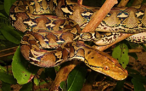 Giống như các loại trăn khác, trăn gấm không có nọc độc, vì vậy chúng giết con mồi bằng cách dùng thân quấn quanh con vật và siết cho đến chết. Mặc dù loài trăn gấm đủ khỏe để giết người, chúng không được xem là loài động vật nguy hiểm cho con người và trường hợp người bị chúng tấn công rất ít khi xảy ra.