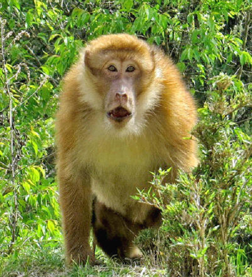 Khỉ mốc có tên khoa học là Macaca assamensis, là đối tượng nghiên cứu khoa học. Mặt khác nếu bảo vệ tốt chúng sẽ trở thành nguồn động vật dùng để nghiên cứu, thử nghiệm vắc xin phục vụ cuộc sống con người..