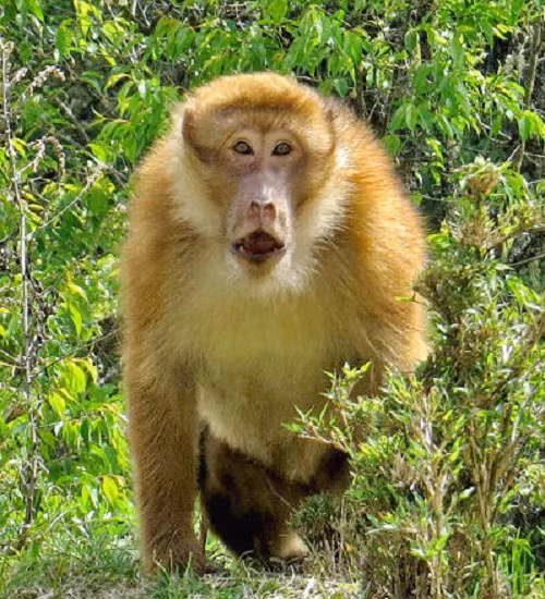 Khỉ mốc có tên khoa học là Macaca assamensis, là đối tượng nghiên cứu khoa học. Mặt khác nếu bảo vệ tốt chúng sẽ trở thành nguồn động vật dùng để nghiên cứu, thử nghiệm vắc xin phục vụ cuộc sống con người..