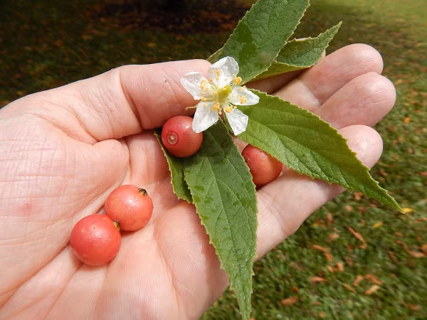 Quả trứng cá có thể ăn thường xuyên vì nó có rất nhiều lợi ích cho sức khỏe. Hàm lượng kháng khuẩn có trong loại quả này tương đương với một lượng nhỏ của kháng sinh tiêu chuẩn.