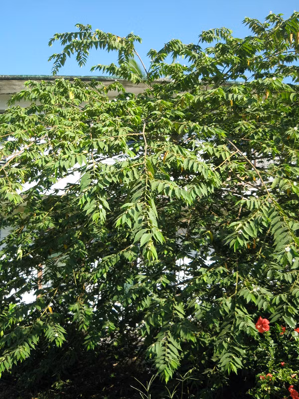 Theo sách cổ, trứng cá là một loại cây thân gỗ nhỏ, cao khoảng 7-12 m với các cành xếp chồng lên nhau và hơi rủ xuống. Nó có các lá có mép khía răng cưa, dài 2,5-15 cm và rộng 1-6,5 cm.