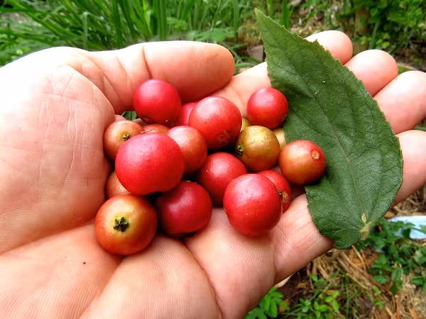 Trong quả trứng cá cũng có một số flavonoid (một loại sắc tố sinh học), có hoạt tính ức chế các loại vi sinh vật gây ra bệnh, hiệu quả để chống lại các căn bệnh ung thư.