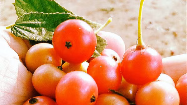 Quả trứng cá có các hợp chất flavanone. Theo một nghiên cứu, thực phẩm giàu flavanone sẽ giúp cho quá trình nhận thức được tốt hơn và hỗ trợ sự phát triển của não bộ.