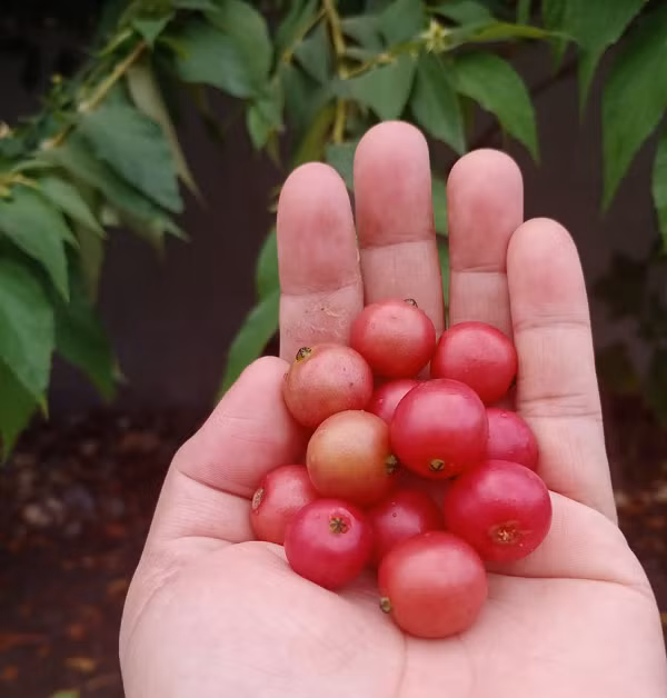 Quả trứng cá cũng có đặc tính chống viêm, từ hiệu quả của việc làm giảm sưng. Có rất nhiều thuốc chống viêm, nhưng hầu hết các loại cây ăn quả có đặc tính chống viêm đều có tác dụng như loại thuốc này.