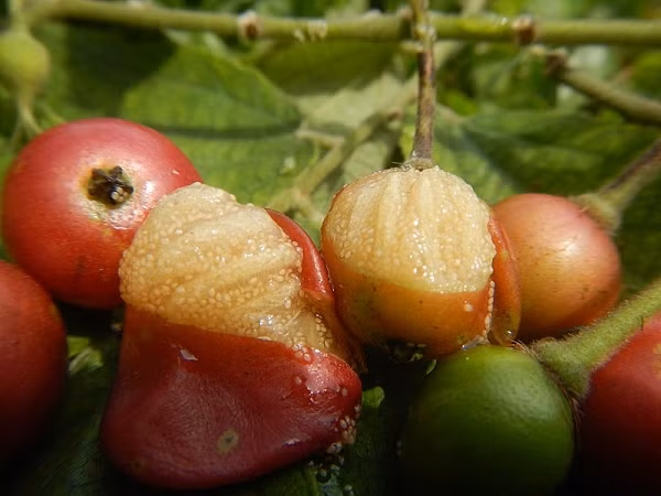 Một 100g của trái trứng cá tương đương 150mg vitamin C. Loại vitamin này giúp ngăn ngừa cúm và cảm lạnh, có chất chống oxy hóa mạnh mẽ thậm chí giúp cải thiện một số loại bệnh tim mạch.