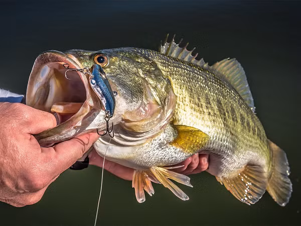 Cá vược có thân hình thon dài và dẹp 2 bên. Có chẽm có đầu nhọn, nhìn bên sẽ thấy đầu hơi lõm xuống ở giữa và lồi lên ở lưng.