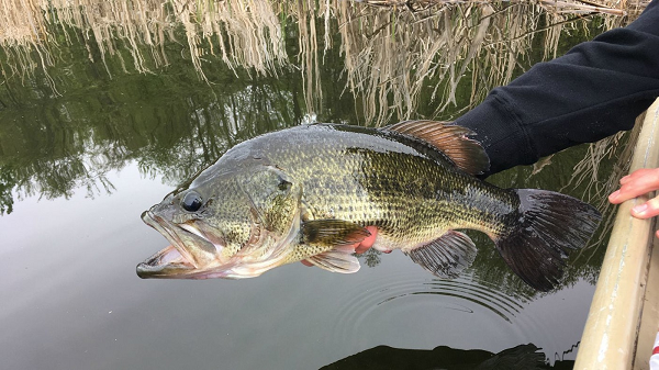 Cá vược mồm rộng có chiều dài từ 97 cm và nặng 10,1 kg, con sống lâu nhất là 23 năm tuổi, còn cá vược Mỹ thường từ 4,5–14 năm.