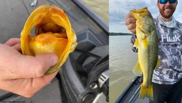 Dù vô cùng bất ngờ vì bắt được con cá quý hiếm và đắt giá nhưng Josh Rogers chỉ chụp ảnh kỷ niệm với con cá làm kỷ niệm rồi phóng sinh nó xuống hồ.