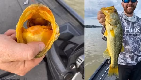 Dù vô cùng bất ngờ vì bắt được con cá quý hiếm và đắt giá nhưng Josh Rogers chỉ chụp ảnh kỷ niệm với con cá làm kỷ niệm rồi phóng sinh nó xuống hồ.