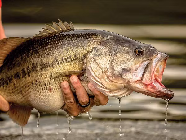 Chúng nổi tiếng là loài săn mồi hung dữ xếp hàng đầu ở chuỗi thực phẩm. Cá vược miệng rộng có thể gia tăng số lượng nhanh chóng trong hồ hoặc ao, và mỗi cá thể có thể sống tới 16 năm.