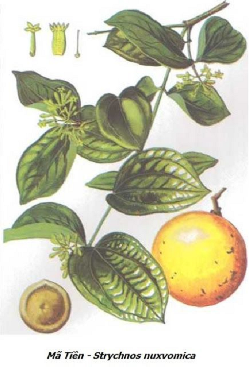 Mã tiền đã chế biến theo y học cổ truyền được dùng để chữa tiêu hóa kém, nhức mỏi tay chân, đau dây thần kinh.