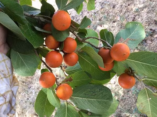 Quả mã tiền có hình dáng giống quả cam, có ở hầu khắp các tỉnh vùng núi nước ta như Cao Bằng, Lạng Sơn, Tuyên Quang.
