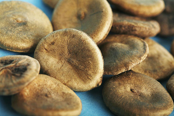 Mã tiền chưa chế biến thường chỉ dùng ngoài làm thuốc xoa bóp chữa nhức mỏi chân tay do thấp khớp, đau dây thần kinh, dùng dạng cồn thuốc, dùng riêng hoặc chế với ô đầu, phụ tử.