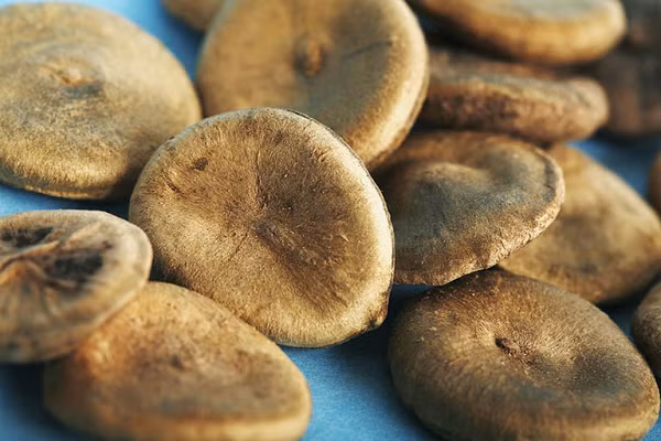 Mã tiền chưa chế biến thường chỉ dùng ngoài làm thuốc xoa bóp chữa nhức mỏi chân tay do thấp khớp, đau dây thần kinh, dùng dạng cồn thuốc, dùng riêng hoặc chế với ô đầu, phụ tử.