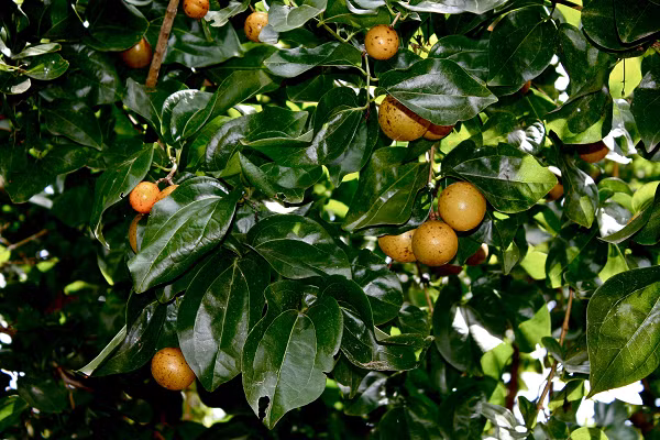 Hạt có nội nhũ sừng màu vàng nhạt hay hơi xám, rất cứng. Cây mầm nhỏ nằm trong khoảng giữa nội nhũ phía lỗ noãn. Hạt không mùi, vị rất đắng.