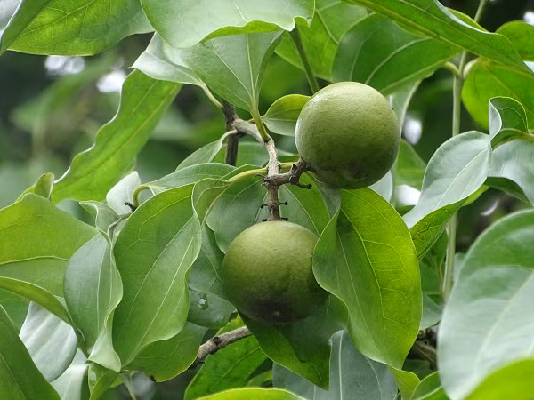 Mặt hạt phủ một lớp lông tơ bóng mượt mọc ngả theo chiều từ tâm hạt tỏa ra xung quanh. Rốn hạt là một lỗ chồi nhỏ ở giữa một mặt hạt.