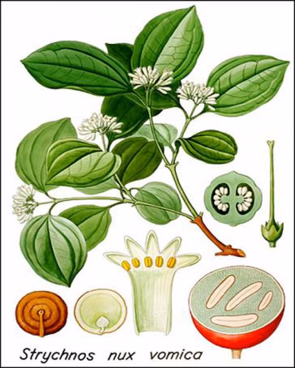 Sau khi được xử lý, cây mã tiền là vị thuốc được dùng phổ biến trong đông y và tây y có tác dụng chữa trị nhiều căn bệnh mang lại hiệu quả cao.