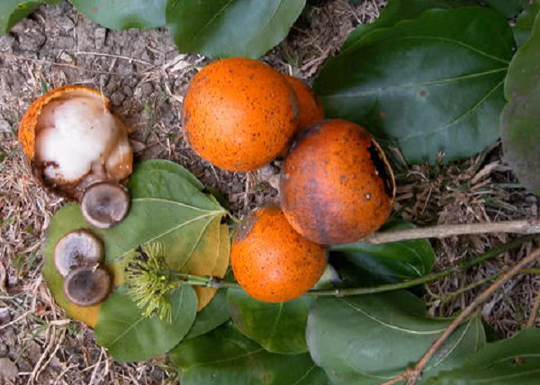 Hoa mã tiền nhỏ, lưỡng tính, tràng và đài có 5 cánh. Hạt hình đĩa dẹt, hơi dày lên ở mép. Một số hạt hơi méo mó, cong không đều, đường kính 1,2 – 2,5 cm, dày 0,4 – 0,6 cm.