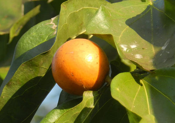 Tuy nhiên, hãy cẩn trọng với loại quả này vì chứa độc tố cực mạnh, có thể gây tê liệt hô hấp và tử vong nếu ăn nhầm. Quả mã tiền thường được dùng để diệt chuột.