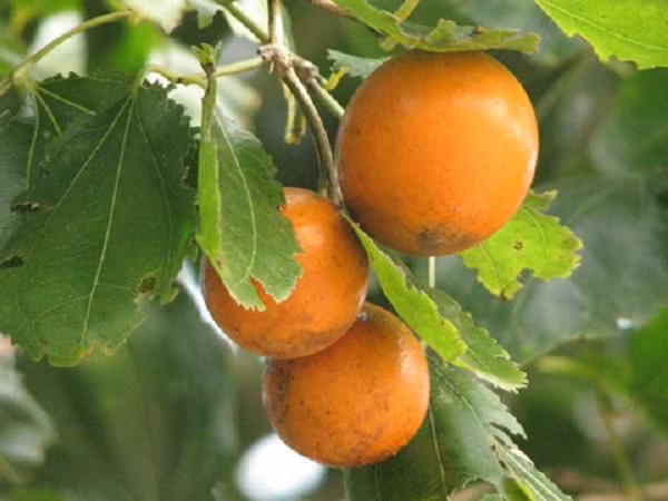 Lá hình bầu dục, hai đầu hơi nhọn, mọc đối xứng, gân lá hình lông chim. Hoa mọc thành cụm, nhỏ, màu hồng/ vàng.