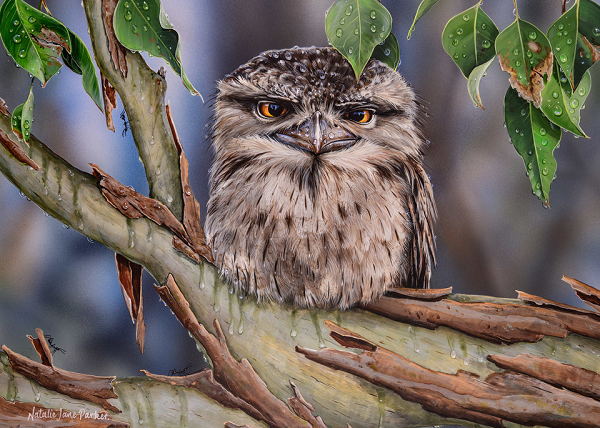 Chúng có đầu to và râu trên mặt phát triển mạnh, mỏ kích thước lớn, hơi cong, có thể mở ra vô cùng rộng. Cánh tròn để có thể chuyển động linh hoạt, chân rất ngắn.