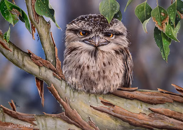 Chúng có đầu to và râu trên mặt phát triển mạnh, mỏ kích thước lớn, hơi cong, có thể mở ra vô cùng rộng. Cánh tròn để có thể chuyển động linh hoạt, chân rất ngắn.