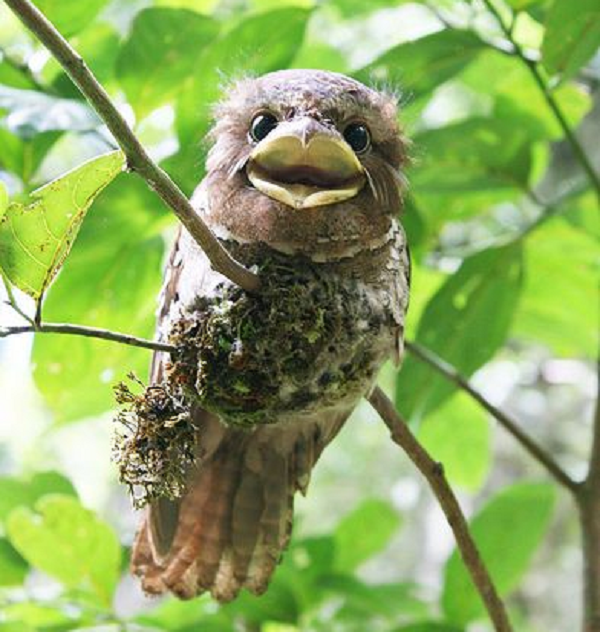 Bên cạnh đó, khác với chim cú thực sự thường bắt mồi bằng móng vuốt, cú muỗi mỏ cặp có móng vuốt yếu hơn nên thường bắt mồi bằng mỏ.