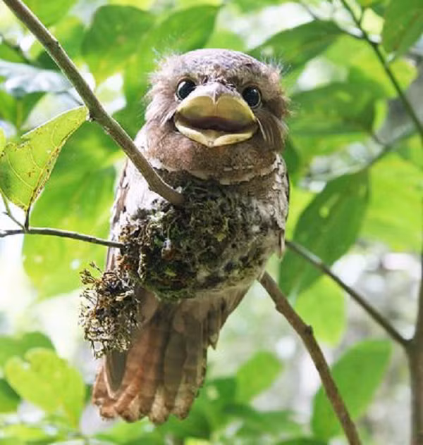 Bên cạnh đó, khác với chim cú thực sự thường bắt mồi bằng móng vuốt, cú muỗi mỏ cặp có móng vuốt yếu hơn nên thường bắt mồi bằng mỏ.