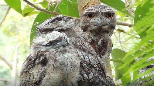 Khi bị đe dọa, cú muỗi mỏ cặp giả làm một cành cây chết, một thế đứng đặc biệt không cử động. Chúng đậu ở tư thế hơi nghiêng, đầu dựng đứng, lông ép vào thân và mắt nhắm lại thành một khe nhỏ. Với nền là cành hoặc thân cây, chúng gần như không thể bị phát hiện. 