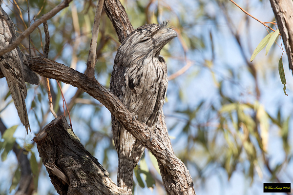 Cú muỗi mỏ cặp rất ít khi rời khỏi chỗ ở. Thường sống một mình hoặc sống thành đôi trong các khu vực lãnh thổ tương đối lớn. Chúng bảo vệ lãnh thổ bằng cách kêu hoặc hót mang tính đe dọa.