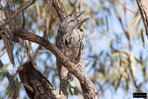 Cú muỗi mỏ cặp rất ít khi rời khỏi chỗ ở. Thường sống một mình hoặc sống thành đôi trong các khu vực lãnh thổ tương đối lớn. Chúng bảo vệ lãnh thổ bằng cách kêu hoặc hót mang tính đe dọa.