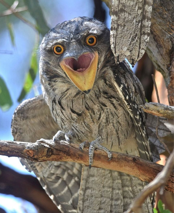 Dù bị đánh giá là xấu xí nhưng nhiều người vẫn cho rằng, cú muỗi mỏ cặp là những sinh vật đáng yêu với hàng loạt biểu cảm vô cùng phong phú từ bất ngờ, hung dữ, lạnh lùng đến ngốc nghếch.