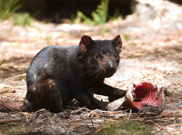 Nghiên cứu khác năm 2020 cho thấy, quỷ Tasmania cũng đã tàn sát các đàn cá đuôi ngắn trên đảo Maria. Ngỗng Cape Barren vốn là loài chim làm tổ trên mặt đất, cũng phải cố gắng làm tổ trên cây để tránh bị quỷ Tasmania ăn thịt.