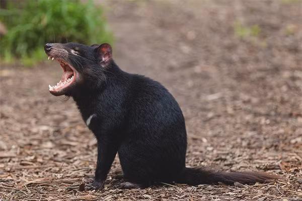 Quỷ Tasmania có danh pháp khoa học Sarcophilus harrisii, là một loài thú có túi, ăn thịt thuộc họ Dasyuridae, sinh sống chủ yếu ở đảo Tasmania (Australia). Vào năm 1936, chúng trở thành loài thú có túi ăn thịt lớn nhất thế giới sau khi loài chó sói Tasmania bị tuyệt chủng.