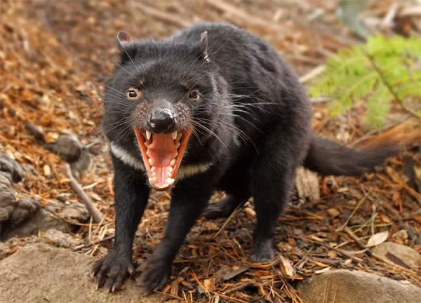 Quỷ Tasmania trưởng thành có kích thước bằng một con chó nhỏ với trọng lượng trung bình khoảng 8kg và dài từ 57-65cm. Loài động vật có túi này rất hung dữ khi chúng sẵn sàng ăn thịt bất kỳ loài động vật nào mà chúng có thể săn đuổi được. Thậm chí, chúng cũng rất thích “dọn sạch” các xác thối, kể cả xương.