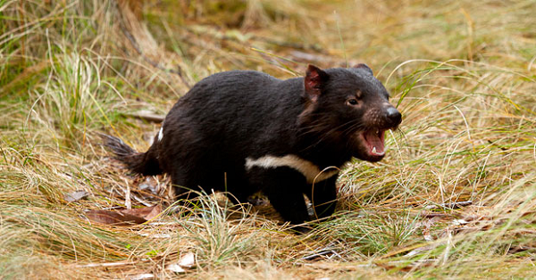 Đảo Maria ban đầu được coi là một địa điểm lý tưởng cho quỷ Tasmania khi không có phương tiện công cộng và đường lớn, đồng thời có các loài thuộc họ Chân to macropod để chúng săn mồi.