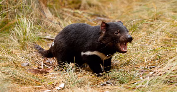 Đảo Maria ban đầu được coi là một địa điểm lý tưởng cho quỷ Tasmania khi không có phương tiện công cộng và đường lớn, đồng thời có các loài thuộc họ Chân to macropod để chúng săn mồi.