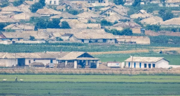 Các bức ảnh phần nào cho thấy những ruộng ngô đang phát triển, trong khi những đống lúa mì hoặc cỏ khô được che chắn dưới tán cây. Ngành nông nghiệp Triều Tiên không hoàn thành kế hoạch sản xuất ngũ cốc vì thiệt hại do bão vào năm ngoái