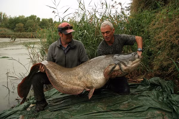 Goonch (Cá da trơn Ấn Độ) có chiều dài gần 2m và cân nặng khoảng 70kg. Loài thủy quái nước ngọt này cũng có một cái miệng khổng lồ cùng hàm răng tuy nhỏ nhưng sắc như dao cạo có thể "xử đẹp" bất kỳ con mồi nào.