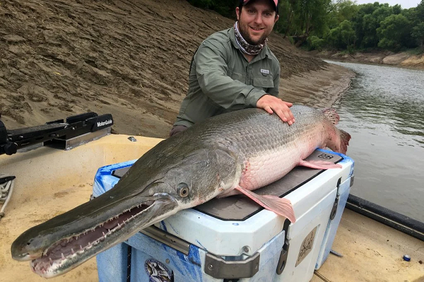 Alligator Gar (Cá sấu mõm dài) sở hữu thân hình dài, lớn và bộ hàm khá đặc biệt với nhiều tầng răng nhỏ liên tiếp nhau, là nỗi ác mộng của bất kỳ loại vật nào không may mắn đối đầu với chúng.