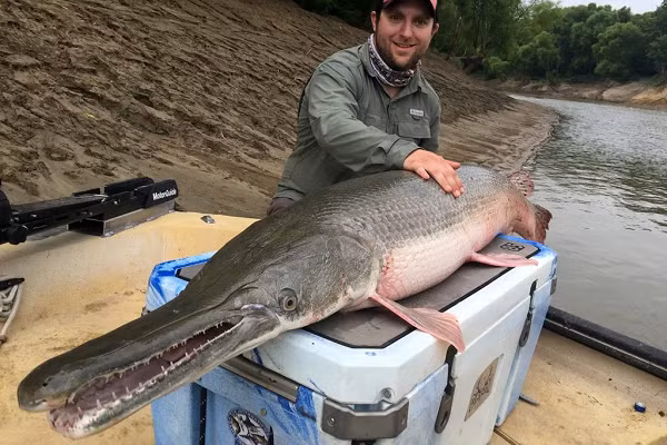 Alligator Gar (Cá sấu mõm dài) sở hữu thân hình dài, lớn và bộ hàm khá đặc biệt với nhiều tầng răng nhỏ liên tiếp nhau, là nỗi ác mộng của bất kỳ loại vật nào không may mắn đối đầu với chúng.