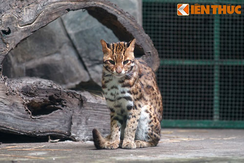 Mèo rừng có có hình dáng và thể trạng giống như mèo nhà. Lông màu vàng nhạt, đốm hoặc sọc nâu đen. Phần dưới của mèo rừng là màu xám hoặc đen tuyền. Chúng có chiều dài khoảng 45 – 80cm, trọng lượng 3 – 6kg, vai rộng trung bình khoảng 35cm, đuôi dài 30cm.