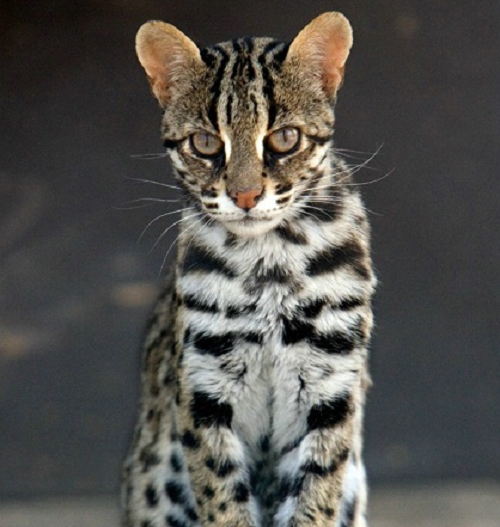 Mèo rừng rất thận trọng thường tránh xa hoàn toàn nơi con người sinh sống. Nó cũng giữ một khoảng riêng biệt với những loài khác, sống đơn độc. Lãnh thổ rộng từ 1,5 – 12km2, tùy thuộc vào từng địa phương có mèo rừng cư trú. Chúng là động vật thuộc Danh mục nhóm IIB ( động vật rừng nguy cấp, quý hiếm).