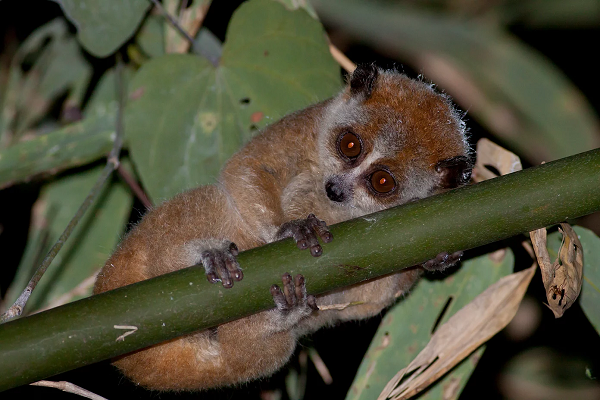 Từ hai gốc tai của culi có hai vệt rộng màu nâu đỏ chạy từ trên đỉnh đầu và nối với nhau. Lông mềm mại, màu hung nâu xen kẽ ít lông trắng bạc. Dọc sống mũi có vệt trắng.