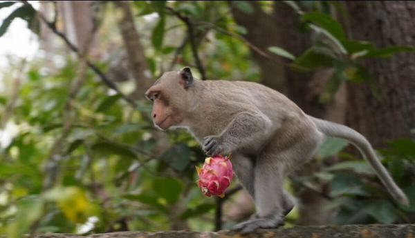 Khỉ đuôi dài có tên khoa học là Macaca fascicularis, chúng sở hữu chiếc đuôi dài gần bằng hoặc hơn chiều dài cơ thể, lông chúng thường có màu xám đến nâu đỏ. Màu lông phía sau nhạt hơn, và lông trên đầu mọc hướng về sau. Chúng thường có mào, mặt có màu hồng.